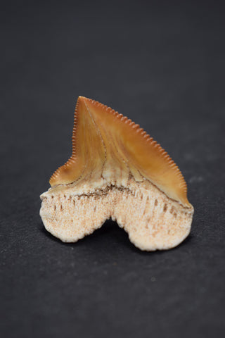 00472 - Gem Quality 1.14 Inch Squalicorax pristodontus (Crow Shark) Tooth