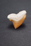 00472 - Gem Quality 1.14 Inch Squalicorax pristodontus (Crow Shark) Tooth