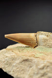 00718 - Top Association of 3 Otodus obliquus Shark Teeth in Natural Matrix