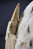 00718 - Top Association of 3 Otodus obliquus Shark Teeth in Natural Matrix