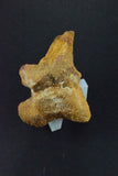 00021 - Extraordinary 2.28 Inch Kem Kem Unidentified Dinosaur Complete Dorsal Vertebra Bone