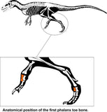 03293 - Rare Unpublished 2.67 Inch Theropod Dinosaur Metatarsal Toe Bone