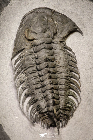 20027 - Exceedingly Rare aff. Psedosaukianda lata Early Cambrian Redlichiid Trilobite