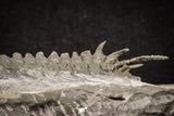 20027 - Exceedingly Rare aff. Psedosaukianda lata Early Cambrian Redlichiid Trilobite
