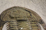 20057 - Top Rare 1.74 Inch Neltneria termieri Early Cambrian Redlichiid Trilobite