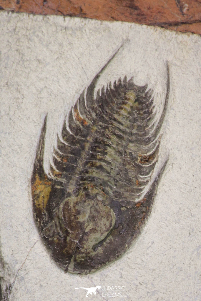 20058 - Top Rare 1.55 Inch Neltneria termieri Early Cambrian Redlichiid Trilobite