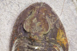 20058 - Top Rare 1.55 Inch Neltneria termieri Early Cambrian Redlichiid Trilobite