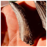 Suchomimus tenerensis Dinosaur Tooth Lower Cretaceous Erlhaz Fm