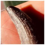 Suchomimus tenerensis Dinosaur Tooth Lower Cretaceous Erlhaz Fm
