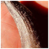 Suchomimus tenerensis Dinosaur Tooth Lower Cretaceous Erlhaz Fm