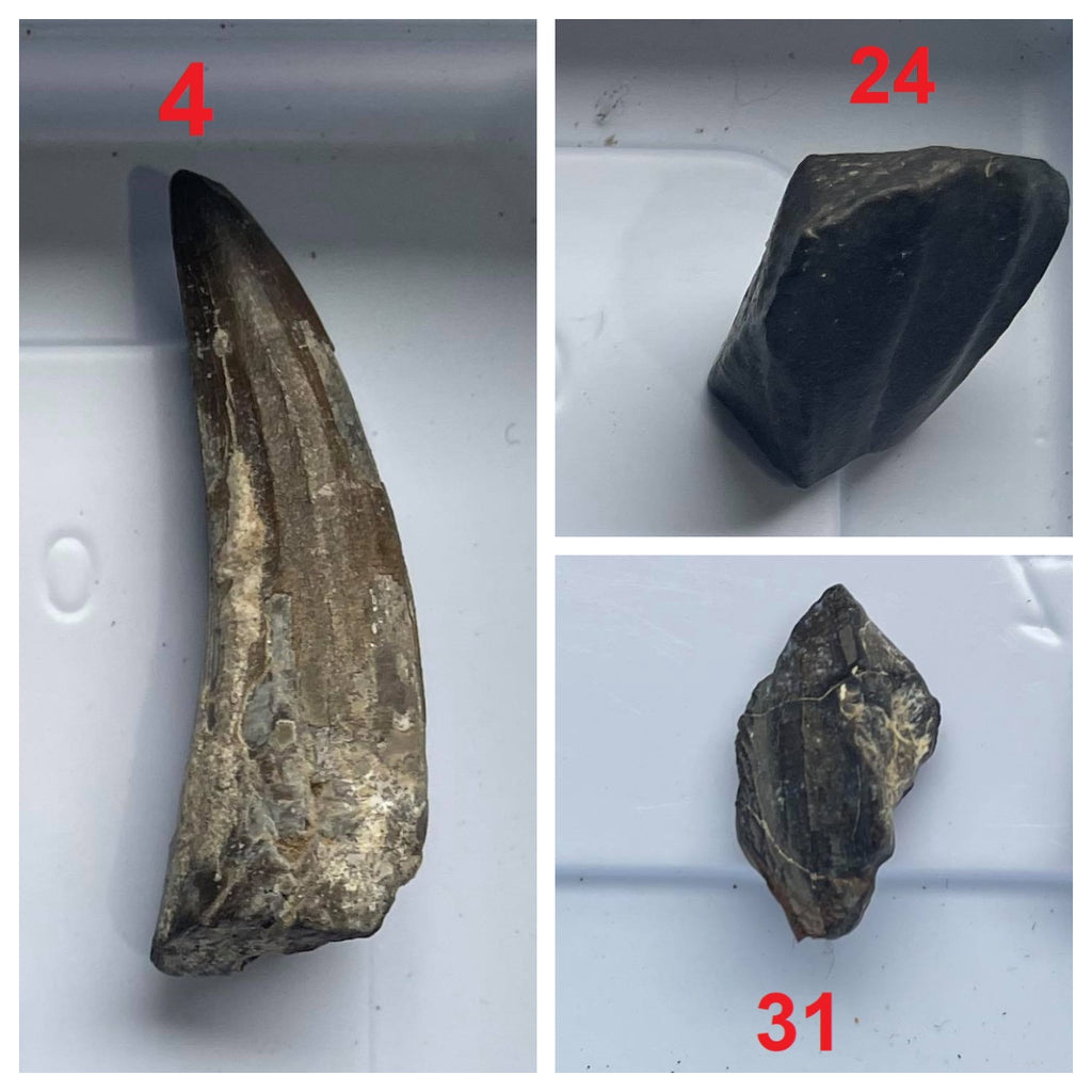 Suchomimus tenerensis + Ouranosaurus + Elrhazosaurus Teeth Lower Cretaceous Niger Elrhaz Fm