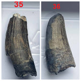 Suchomimus tenerensis + Ouranosaurus nigeriensis+ Kryptos palaios + Sarcosuchus imperator Teeth Lower Cretaceous Niger Elrhaz Fm