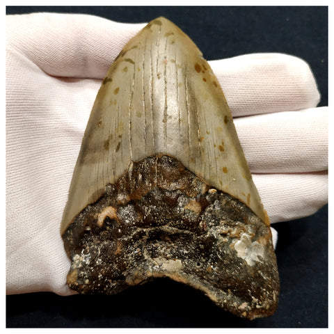 10031 - Top Huge Serrated 4.71 Inch Carcharocles Megalodon Shark Tooth