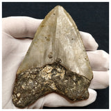 10031 - Top Huge Serrated 4.71 Inch Carcharocles Megalodon Shark Tooth