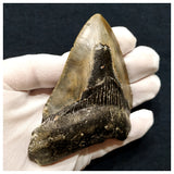 10033 - Top Huge Serrated 4.32 Inch Carcharocles Megalodon Shark Tooth