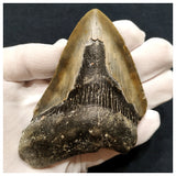 10033 - Top Huge Serrated 4.32 Inch Carcharocles Megalodon Shark Tooth