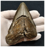 10034 - Top Huge Serrated 4.95 Inch Carcharocles Megalodon Shark Tooth