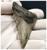 10037 - Nicely Preserved 3.03 Inch Serrated Megalodon Shark Tooth