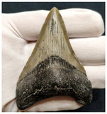 10037 - Nicely Preserved 3.03 Inch Serrated Megalodon Shark Tooth