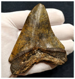 10030 - Nicely Preserved 3.55 Inch Huge Megalodon Shark Tooth Miocene - USA