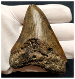 10030 - Nicely Preserved 3.55 Inch Huge Megalodon Shark Tooth Miocene - USA