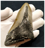 10038 - Nice Huge Partial 4.17 Inch Serrated Megalodon Shark Tooth