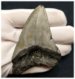 10039 - Nicely Preserved 3.26 Inch Carcharocles Megalodon Shark Tooth