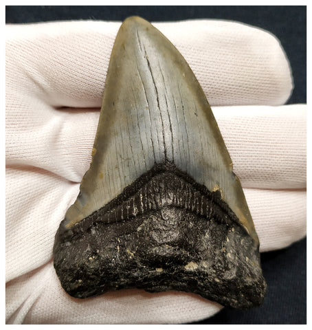 10039 - Nicely Preserved 3.26 Inch Carcharocles Megalodon Shark Tooth