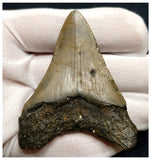 10040 - Nicely Preserved 2.79 Inch Carcharocles Megalodon Shark Tooth