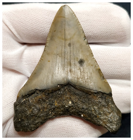 10040 - Nicely Preserved 2.79 Inch Carcharocles Megalodon Shark Tooth