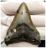 10040 - Nicely Preserved 2.79 Inch Carcharocles Megalodon Shark Tooth