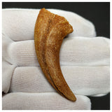 11000 - Finest Grade Unidentified Theropod Dinosaur Hand Claw Bone Cretaceous KemKem