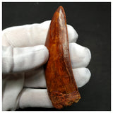 11003 - Gem Grade Huge 3.46'' Carcharodontosaurus saharicus Dinosaur Tooth KemKem