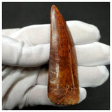 11003 - Gem Grade Huge 3.46'' Carcharodontosaurus saharicus Dinosaur Tooth KemKem