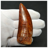 11003 - Gem Grade Huge 3.46'' Carcharodontosaurus saharicus Dinosaur Tooth KemKem