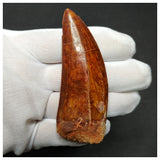 11003 - Gem Grade Huge 3.46'' Carcharodontosaurus saharicus Dinosaur Tooth KemKem