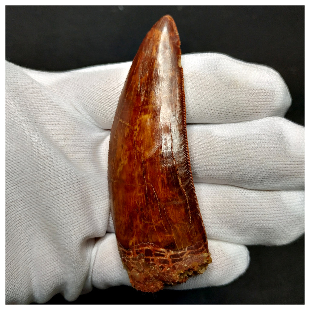 11003 - Gem Grade Huge 3.46'' Carcharodontosaurus saharicus Dinosaur Tooth KemKem
