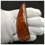 11003 - Gem Grade Huge 3.46'' Carcharodontosaurus saharicus Dinosaur Tooth KemKem
