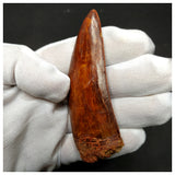 11003 - Gem Grade Huge 3.46'' Carcharodontosaurus saharicus Dinosaur Tooth KemKem