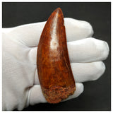 11003 - Gem Grade Huge 3.46'' Carcharodontosaurus saharicus Dinosaur Tooth KemKem