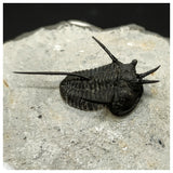 11029 - Beautiful prepared "Devil Horned" Cyphaspis walteri Devonian Trilobite