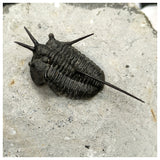 11029 - Beautiful prepared "Devil Horned" Cyphaspis walteri Devonian Trilobite