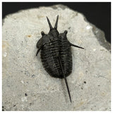 11029 - Beautiful prepared "Devil Horned" Cyphaspis walteri Devonian Trilobite