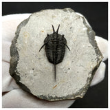 11029 - Beautiful prepared "Devil Horned" Cyphaspis walteri Devonian Trilobite