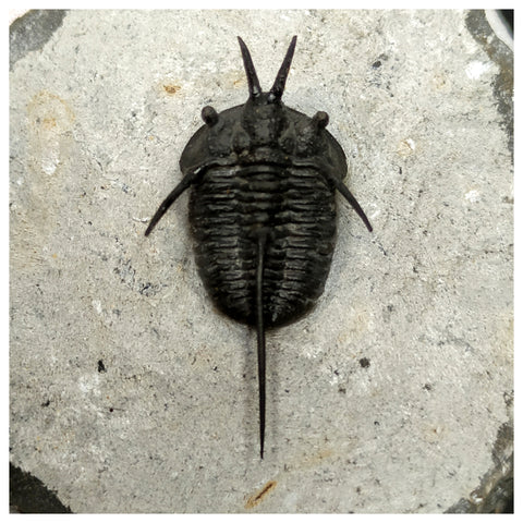 11029 - Beautiful prepared "Devil Horned" Cyphaspis walteri Devonian Trilobite