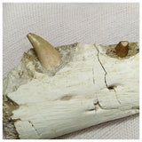 13080 - Amazing Halisaurus arambourgi (Mosasaur) Partial Right Hemi Jaw