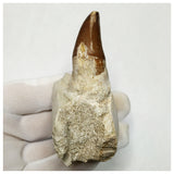 13081 - Amazing Prognathodon anceps (Mosasaur) Tooth in Jaw Bone