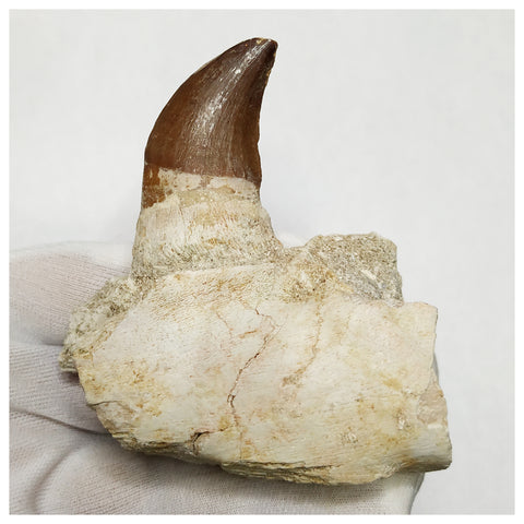 13081 - Amazing Prognathodon anceps (Mosasaur) Tooth in Jaw Bone