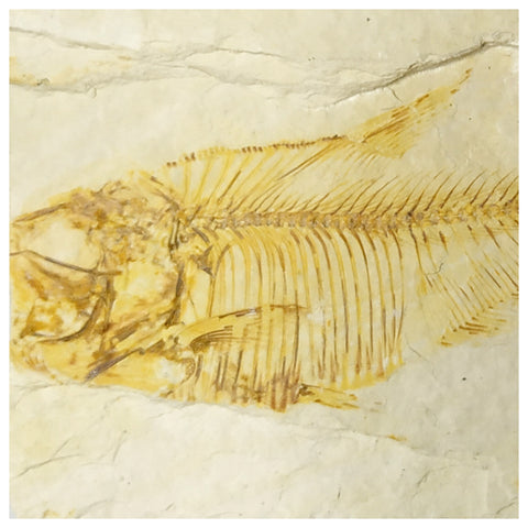 13083 - Finest Grade Diplomystus dentatus Fossil Fish Green River Fm WY Eocene Age
