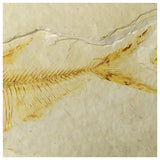 13083 - Finest Grade Diplomystus dentatus Fossil Fish Green River Fm WY Eocene Age